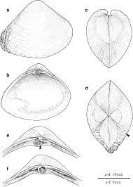 Image result for Mohria marginalis