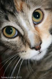 Pin By Bernice Kearney On My Photos Animal Photography Pets Cats And Kittens