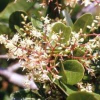 Image result for Apodytes dimidiata