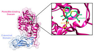 Image result for Cefoxitin