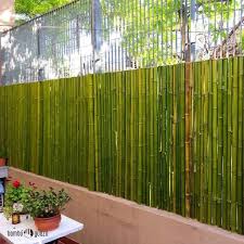 Negara kita kaya dengan tanaman bambu. 14 Ide Model Pagar Bambu Bambu Pagar Rumah