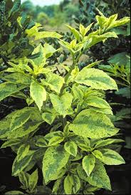 Image result for Phytolacca