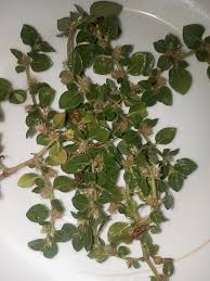 Image result for Alternanthera pungens