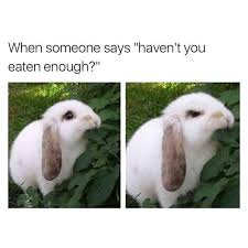 And what am i supposed to do. 8 Things You Do That Upsets Your Bunny Shopbunnies