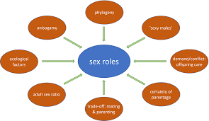 The children of divorce tended to do well if mothers and father, regardless of remarriage, resumed parenting roles, putting differences aside, and allowing the children continuing relationships with both parents. The Evolution Of Reversed Sex Roles And Classical Polyandry Insights From Coucals And Other Animals Safari 2021 Ethology Wiley Online Library
