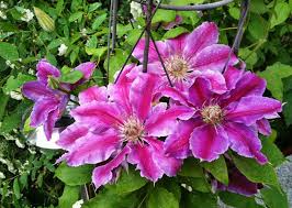 Die kranken pflanzenteile gehören wegen der verbreitungsgefahr nicht auf dem kompost, sondern in den hausmüll. Clematis Schneiden So Gelingt Der Ruckschnitt Handtuchgarten