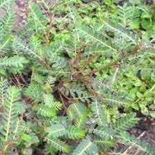 Antibakteri ekstrak metanol daun meniran mempunyai efek antibakteri paling tinggi terhadap bakteri staphylococcus aureus, bacillus daftar pustaka ahmeda, a., ismail, z., and gabriel, a., 2005, antioxidants properties of phyllanthus niruri (dukung anak) extracts, malaysian. Daun Dukung Anak Meniran Merah Untuk Promil Shopee Indonesia