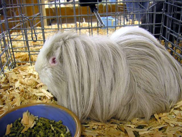 Mga resulta ng larawan para sa Guinea pig Satin Peruvian breed"
