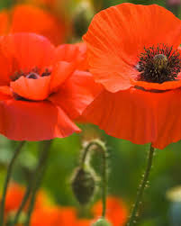 Old garden roses, wild roses and modern roses. Your Ultimate Guide To Flowering Perennials Which Popular Plants Bloom When Flowers Perennials Plants
