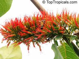 Image result for Combretum microphyllum