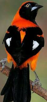 Black Bird With Orange Wings South Africa Orange And Black My High School Colors Birds Colorful Birds Pretty Birds