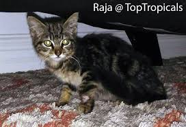 Meet PeopleCats of TopTropicals. Cat of the Day: Poor Little Raja Top  Tropicals Blog