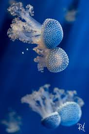 The Jellyfish Dance This Shot Has Been Taken In The Acquarium Of Genoa Liguria Italy The Genoa Acquarium Is One Of Th Beautiful Fish Blue Inspiration Art