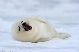 What An Ice Smile Adorable Two Week Old Seal Pups Show Their Playful Side Under The Watchful Eye Of Their Mother Seal Pup Baby Seal Pup Cute Seals