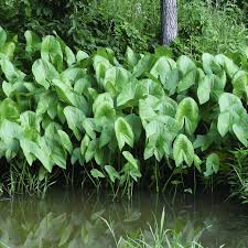 Image result for Loxogramme latifolia