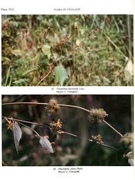 Image result for Triumfetta pilosa