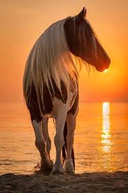 Idees Mariage Ivoire Chocolat Carnet D Inspiration 1 Melle Cereza Blog Mariage Original Horses Most Beautiful Horses Beautiful Horses