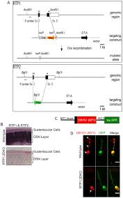 Function, proteins, disorders, pathways, orthologs, and expression. Olfactory Receptor Accessory Proteins Play Crucial Roles In Receptor Function And Gene Choice Elife