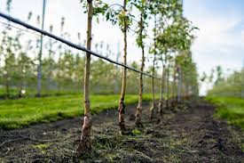 Drip Irrigation Systems How It Works And Its Benefits