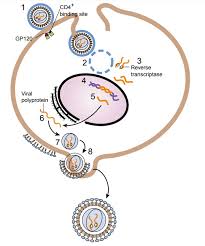 Image result for HIV Pathophysiology