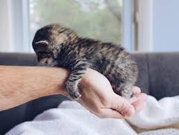 Learn about cats as pets, their unique behavior, how long they sleep and much more. Our 15 Favorite Facts About Kittens Basepaws Kittens