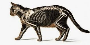 Tutorials, wips, memes brushes diagrams by xanadiia. A Cat S Skeleton All Our Info On Cats Bones Holidogtimes