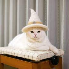 32 Classy Cats In Hats Because Nothing Says Style Like A Hat On A Cat Cutesypooh Dog Quotes Funny Cat Hat Funny Baby Quotes
