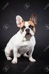 Available French Bulldog Puppies for Sale