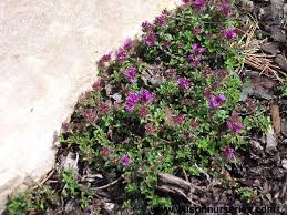 Compare prices & read reviews. Red Creeping Thyme Wilson Nurseries