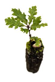 Image result for oak sapling