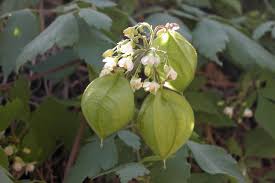 Image result for Cardiospermum grandiflorum