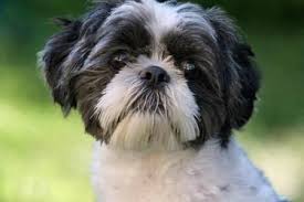Baby Maltese Shih Tzu Black And White Black And White Shih Tzu Dogs Oreo The Shih Tzu Pictures 80687 Teacupshihtzus Shih Tzu Dog Shih Tzu Grooming Shih Tzu