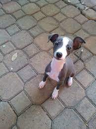 Reddit For My Inaugural Post I Introduce You My New Puppy Karma The Italian Greyhound Italian Greyhound Puppies Greyhound Puppy Baby Dogs