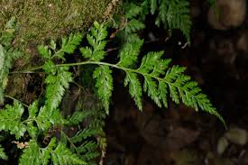 Image result for Asplenium elliottii