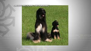 All Living Things Are Comprised Of Cells And Each Of These Cells Come From Existing Cells A Dog Begins Its Existence As An Dogs Interesting Questions Animals