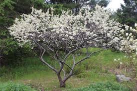 They thrive in heat and do well when planted why this tree: Small Flowering Trees A Dozen Native Species For Limited Spaces Wild Seed Project