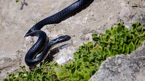 The Island You Should Keep Away: Snake Island – LifePinner Blog