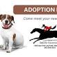 Adoptions at Aiken Saddlery event in Aiken, SC