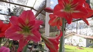 Amaryllis Hippeastrum Changing Colors As They Mature Youtube