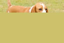Breed description breed history breed standards. Istrian Hound Bil Jac