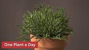 Check spelling or type a new query. Rhipsalis Hatiora Salicornioides Dancing Bones Cactus Houseplant Care 93 Of 365 Youtube