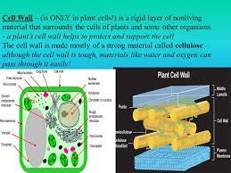 The plant cell wall contains a complex sugar cellulose which is a structural carbohydrate that gives protection and supports the plant. Looking Inside Cells 7 Th Grade Science Cells Are Small But There Are Even Smaller Structures Inside A Cell These Tiny Structures Are Called Organelles Ppt Download