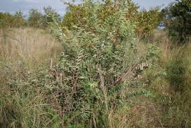 Image result for Grewia monticola