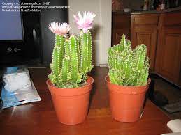 One with white flowers and one with red. Cacti And Succulents Fairy Castle Cacti 1 By Stansangelxxx