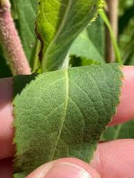 Image result for Vernonia kirungae