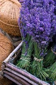 What Are The Most Valuable Benefits Of Using Lavender Oil Lavender Seeds Lavender Plant Lavender Flowers