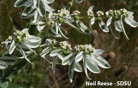 Image result for Euphorbia serratifolia