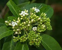 Image result for Volkameria glabra