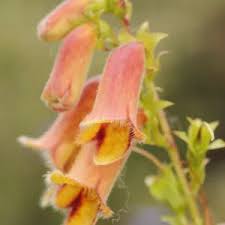 Image result for Digitalis purpurea alba/ red spots