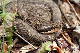Mamushi Pit Viper Most Dangerous Snake In Japan Pit Viper Snake Viper